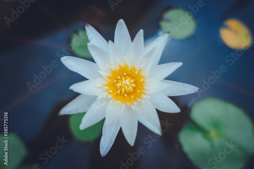 White lotus flowers in the swamp in the morning