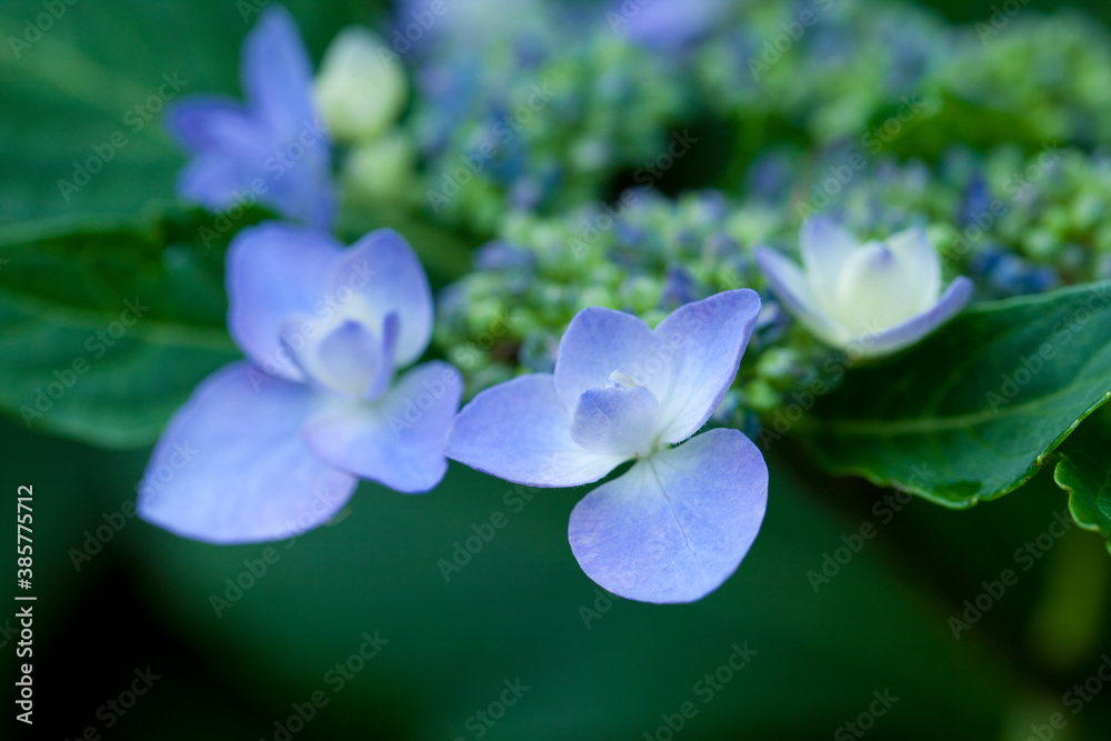 額紫陽花 額紫陽花