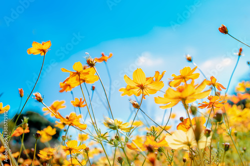 Fototapeta Naklejka Na Ścianę i Meble -  Beautiful cosmos field flowers blooming in garden,selective focus colorful Cosmos in garden