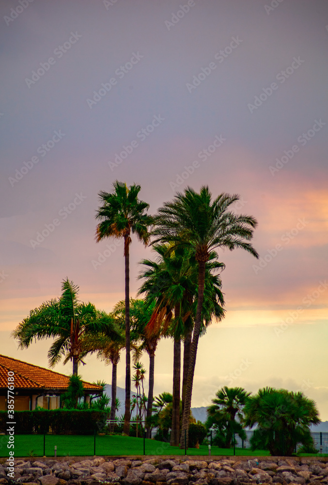 colorful silhouette of palm trees