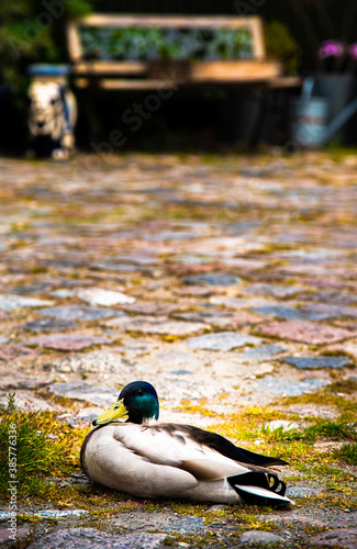 mallard duck trying to get some sleep