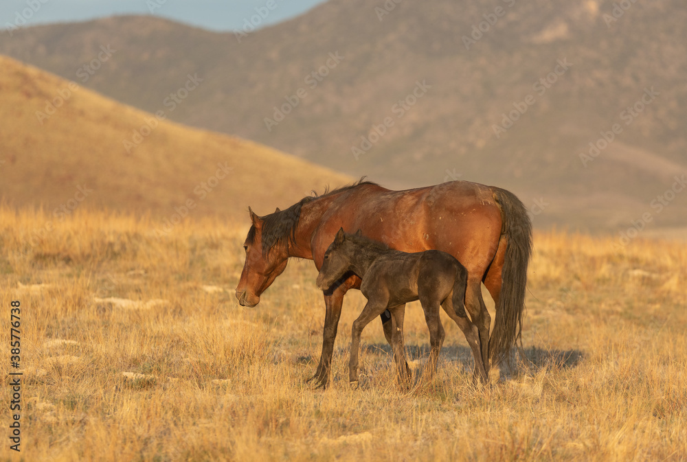 Wild Horse Mare and Her Foal in Utah in Spring