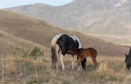 Wild Horse Mare and Her Foal in Utah in Spring © natureguy