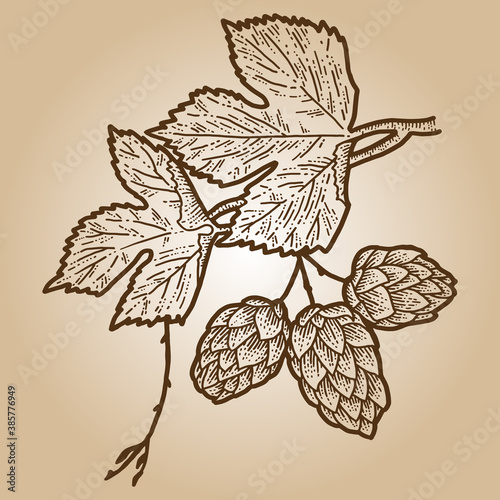 Humulus sketch scratch board imitation. Sepia hand drawn image.