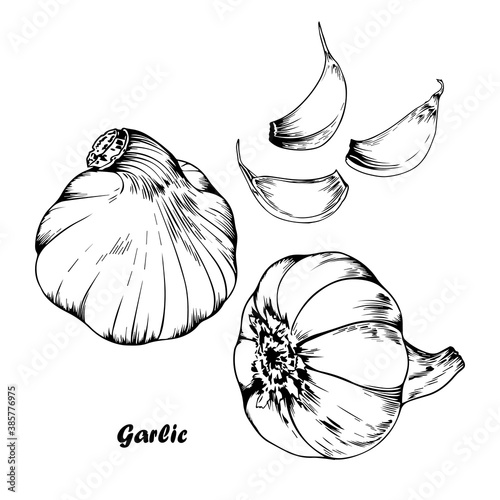 Vector set of garlic.