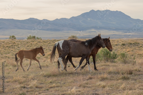 Wild Horse Mare and Her Foal in Utah in Spring