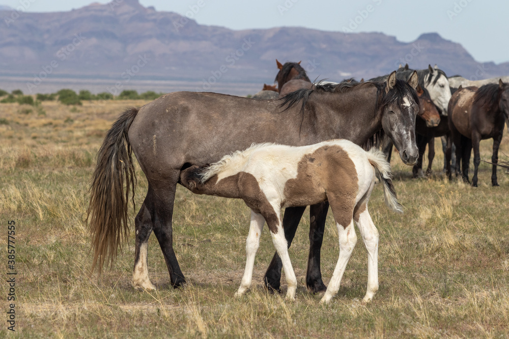 Obraz premium Wild Horse Mare and Her Foal in Utah in Spring