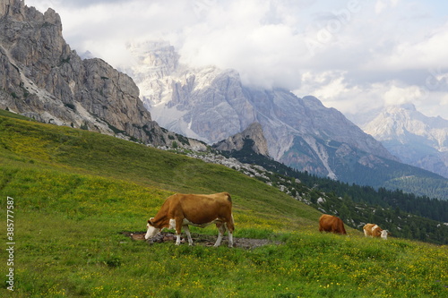 grazing cows 
