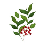 merry christmas berries with leaves design, winter season and decoration theme Vector illustration