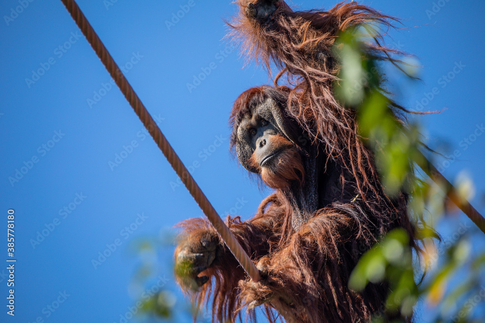 Obraz premium Orangutans are great apes native to Indonesia and Malaysia