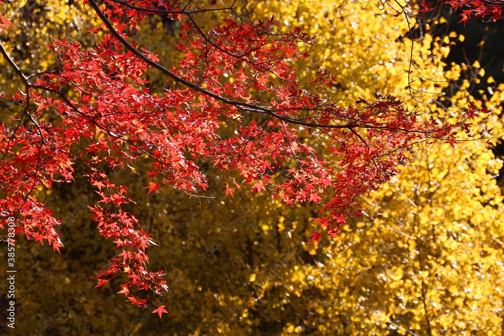 Japan autumn leaves - Kamakura