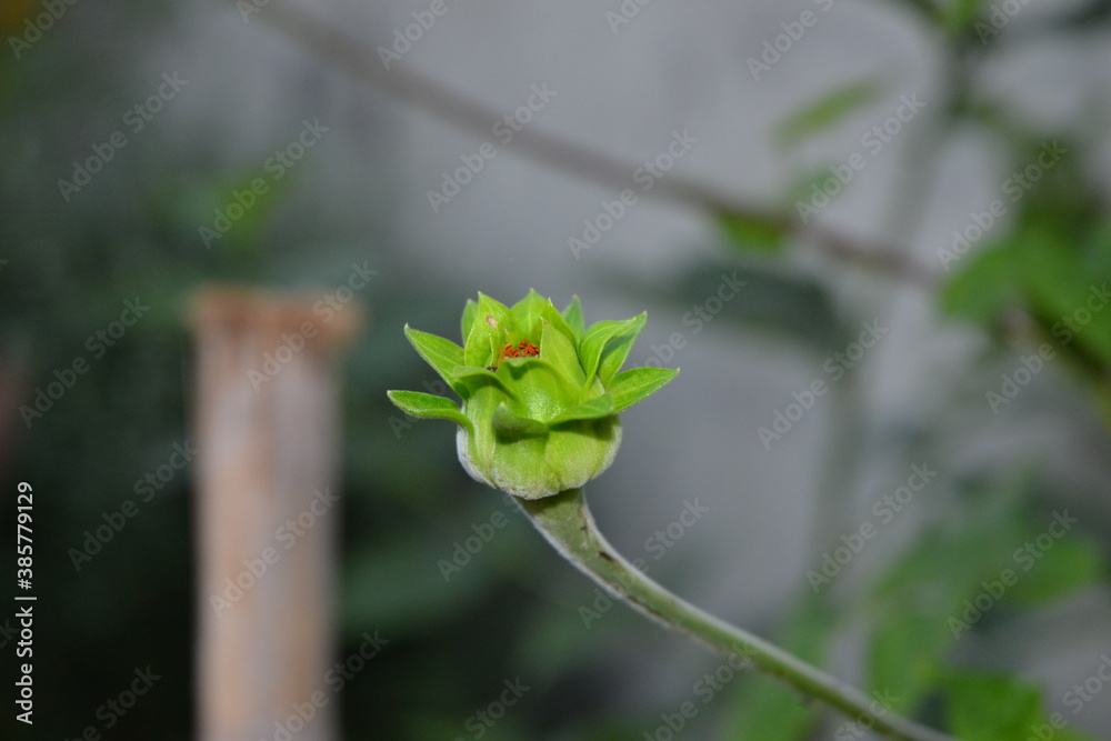 bud of a flower bud of a flower