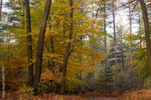 Autumn time of the year in the forest and in the natural landscape