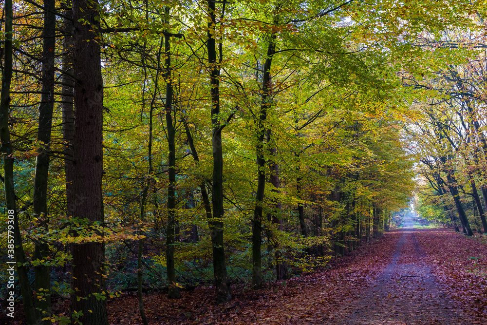 Naklejka premium Jesienna pora roku w lesie i w naturalnym krajobrazie