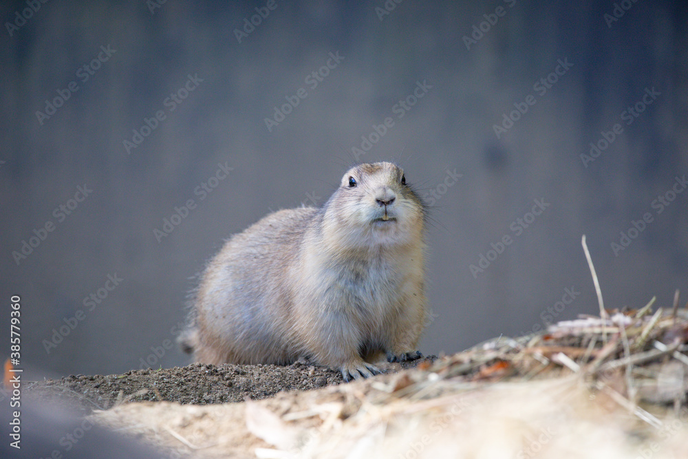 Prairie dogs are a genus of ground squirrels that live in short-grass prairies Prairie dogs are a genus of ground squirrels that live in short-grass prairies