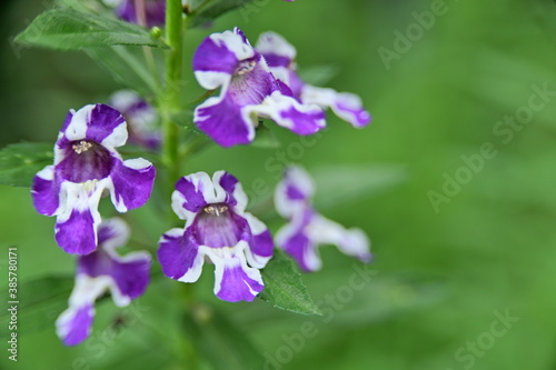 Close-up of Angelonia Angustifolia Benth against the blurred green background.