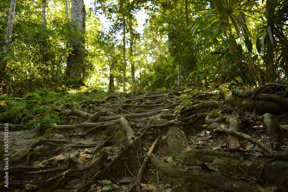 Φωτογραφία The stunning ancient Mayan Temple city of Tikal in the jungles of Guatemala, Cen