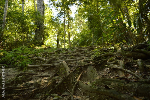 The stunning ancient Mayan Temple city of Tikal in the jungles of Guatemala, Central America © ChrisOvergaard