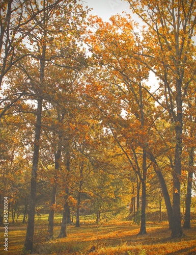 Autumn in the forest