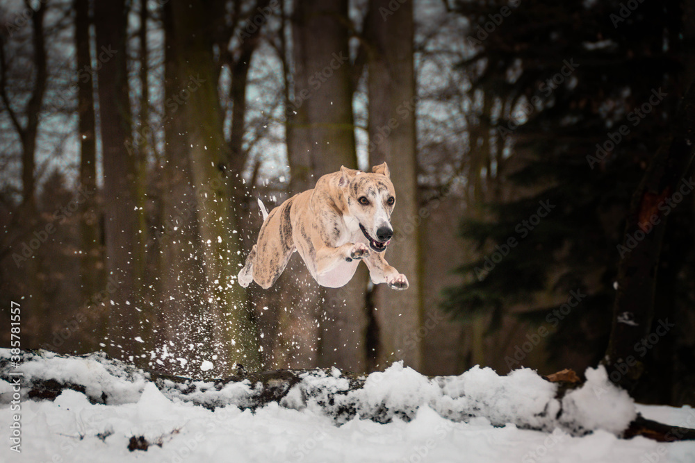 Whippet Dog is jumping in snow. he is so happy outside. Dogs in snow is nice view