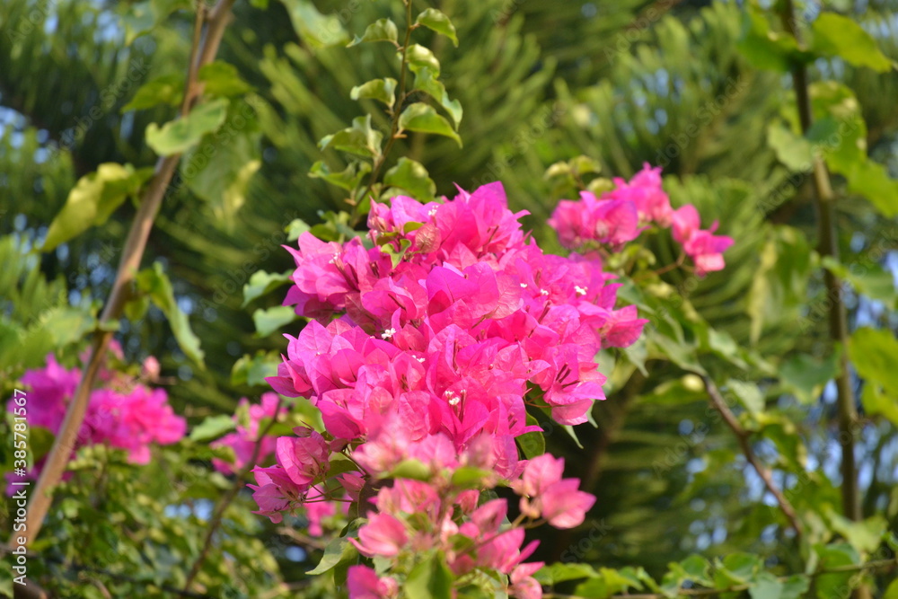 pink flowers in the garden pink flowers in the garden