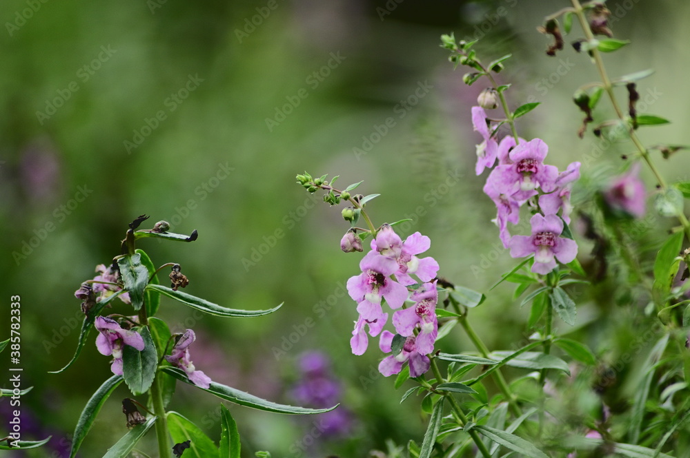 Close-up of Angelonia Angustifolia Benth against the blurred green background. Close-up of Angelonia Angustifolia Benth against the blurred green background.