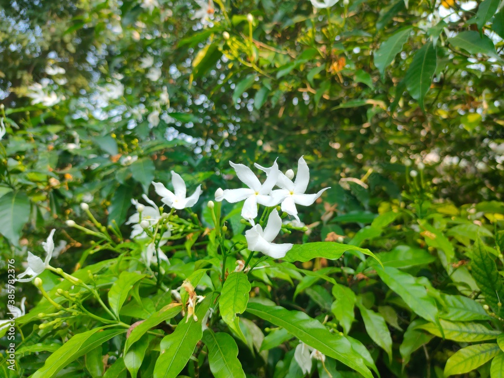 White flowers on the green tree White flowers on the green tree