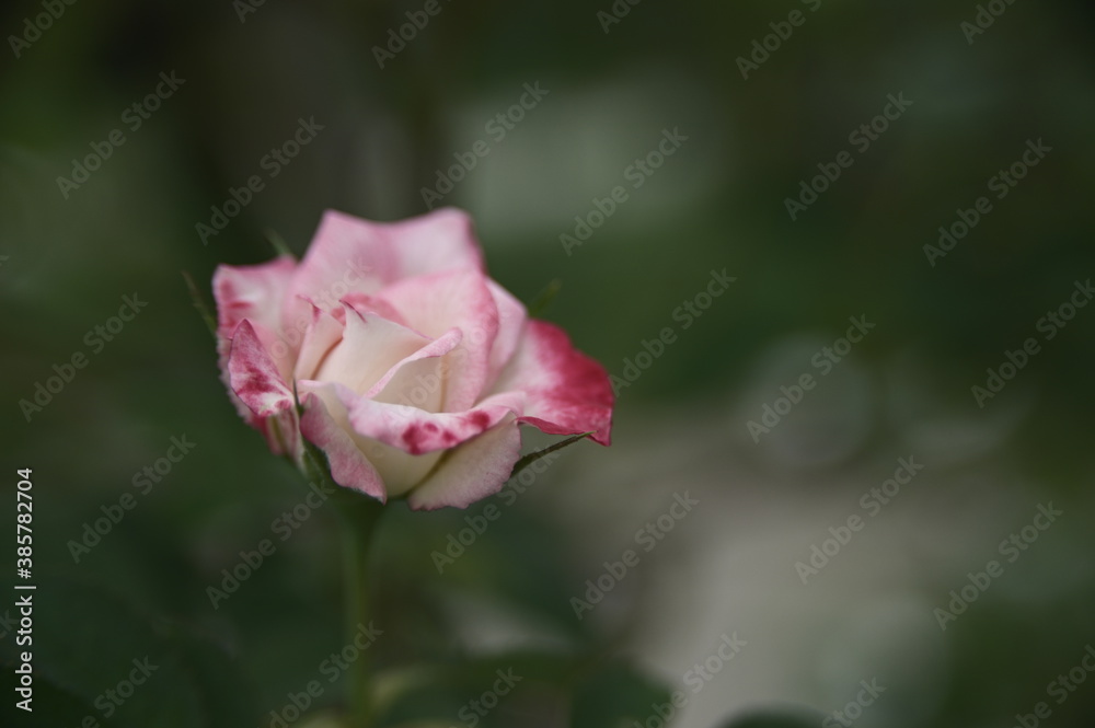 Selective focus on the petals. Close-up of beautiful rose in the garden against the blurred background.