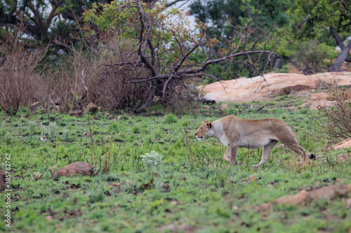 Lioness hunting in a rocky area in Nkomazi Game Reserve near the city of Badplaas in South Africa