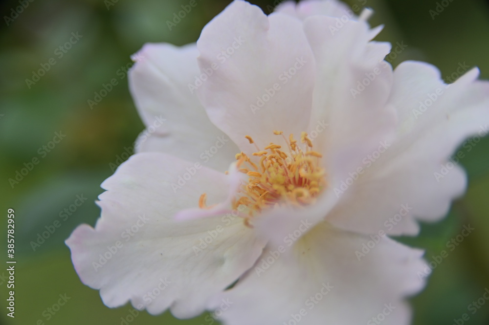 Selective focus on the stamen. Close-up of beautiful rose in the garden against the blurred background. Selective focus on the stamen. Close-up of beautiful rose in the garden against the blurred background.
