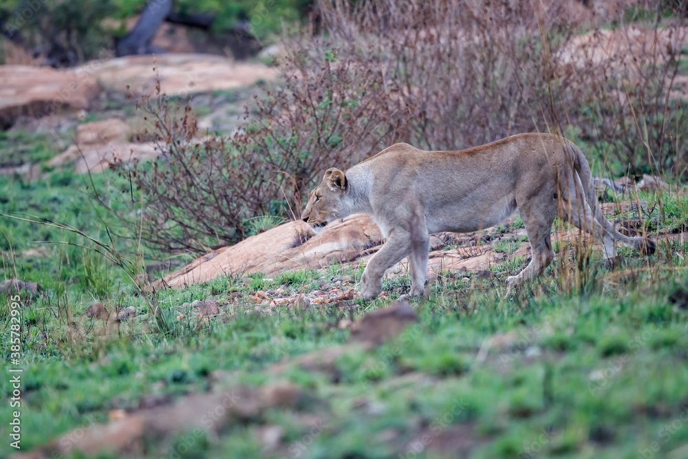 Lioness hunting in a rocky area in Nkomazi Game Reserve near the city of Badplaas in South Africa