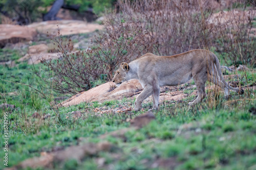 Lioness hunting in a rocky area in Nkomazi Game Reserve near the city of Badplaas in South Africa