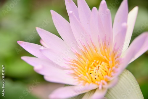 Selective focus on the stamen. Close-up of beautiful lotus in the garden against the blurred background.