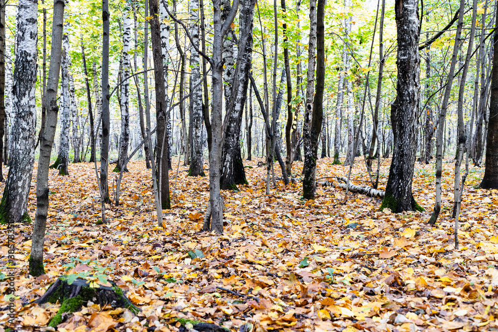 leaf litter and tree trunks in city park on autumn day leaf litter and tree trunks in city park on autumn day