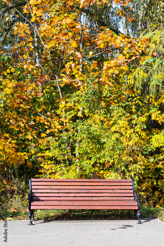 wooden bench under colorful trees in city park on sunny autumn day wooden bench under colorful trees in city park on sunny autumn day