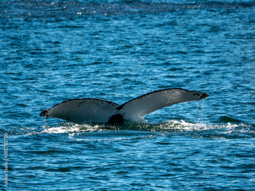 Humpback Whale Tail submerging