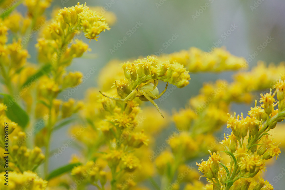 Goldenrod crab spider, Misumena vatia sitting on a yellow blossoming Solidago gigantea. Macro photo. Goldenrod crab spider, Misumena vatia sitting on a yellow blossoming Solidago gigantea. Macro photo.