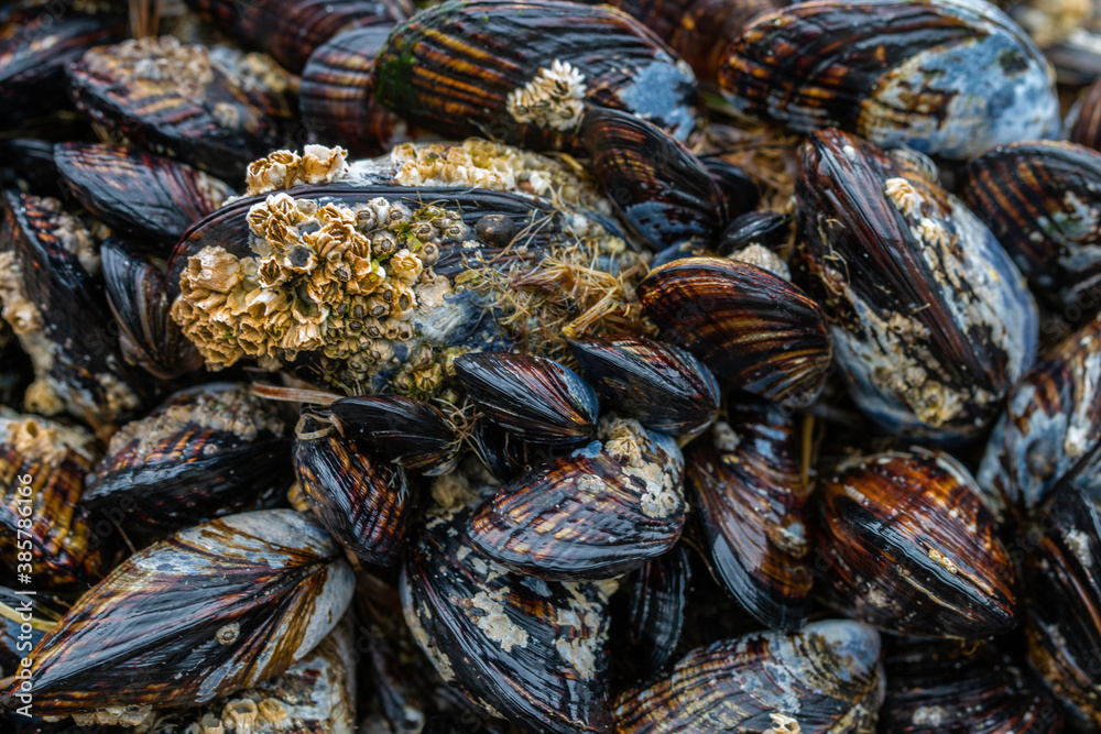 Barnacles attached to a clump of mussels on a rocky section of the Oregon coastline Barnacles attached to a clump of mussels on a rocky section of the Oregon coastline