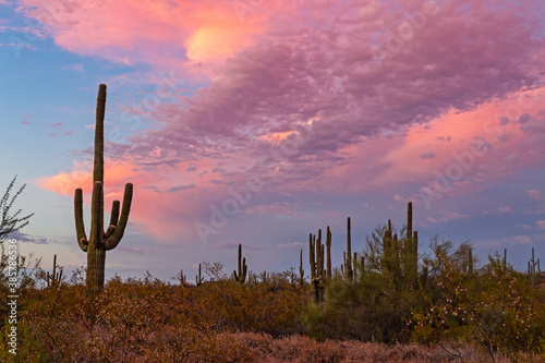 Pink Sunset Sky Desert Landscape In Arizona 