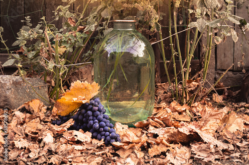 Homemade moonshine "Zubrovka" (herb zubrovka in vodka) in a glass bottle and a bunch of grapes on fallen autumn leaves