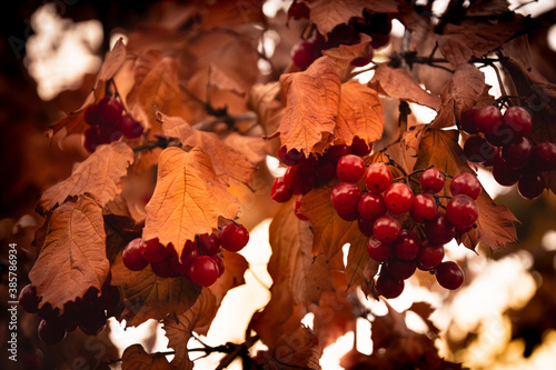 Rowan. Beautiful autumn background rowan tree fruits in autumn. Autumn colors.