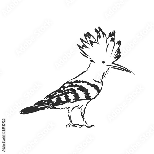 Logo hoopoe upupa epops . Bird vector illustration. Isolated on white background., hoopoe bird, vector sketch illustration