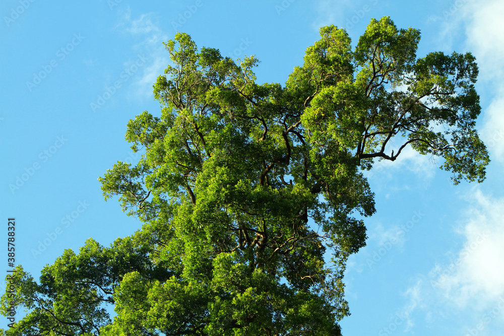 Fototapeta premium green tree against blue sky