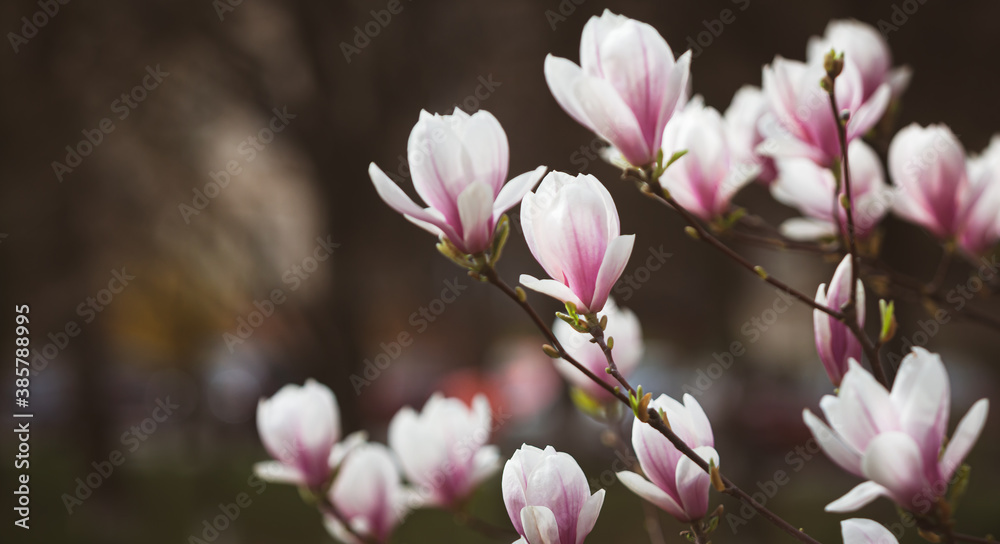 magnolia flowers