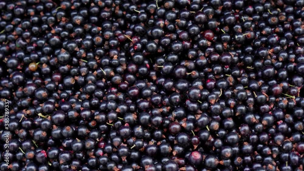 Currant rotates as background Currant rotates as background