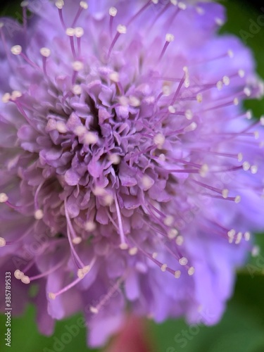 close up of a purple flower