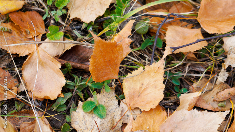 mushroom in autumn mushroom in autumn