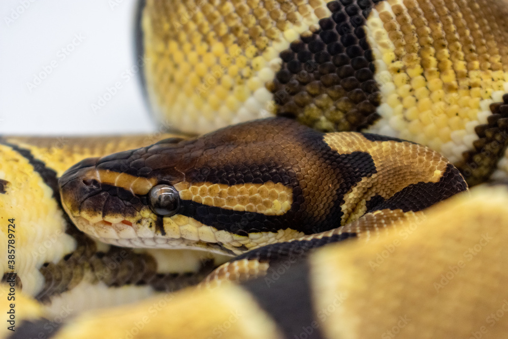 Fototapeta premium Ball python, snake, exotic 