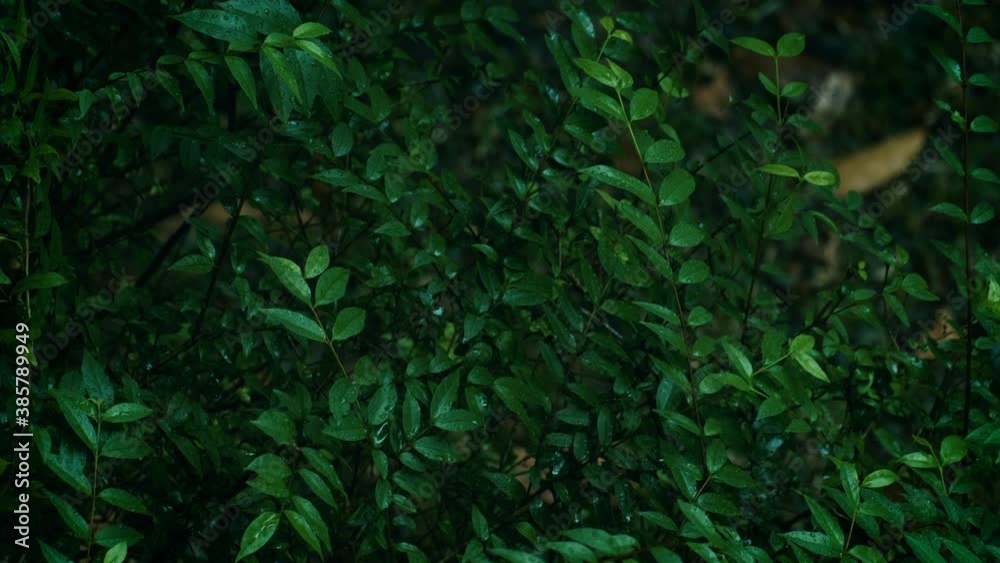 The leaves are wet in the raining in the forest. soft raining and soft wind on the leaves in the rainy season. top view The leaves are wet in the raining in the forest. soft raining and soft wind on the leaves in the rainy season. top view