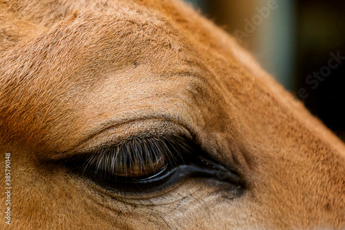 Przewalski s horse eye lashes close up